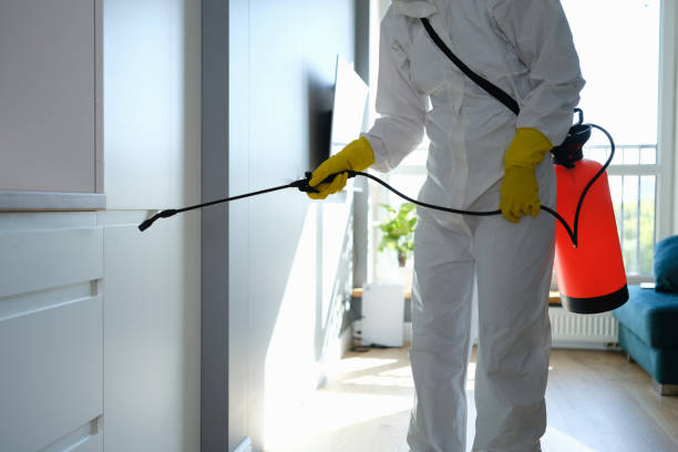 Mold Odor Removal Services